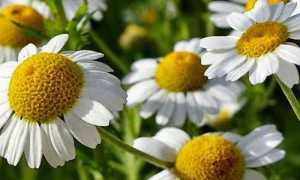 Применение ромашки при развитии панкреатита