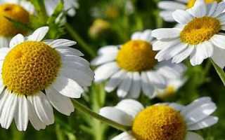 Применение ромашки при развитии панкреатита