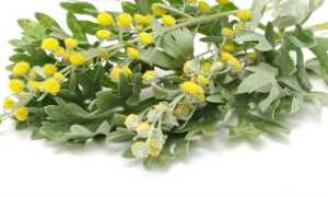 Лечение панкреатита полынью: традиции народной медицины