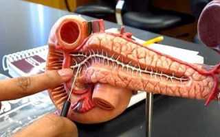 Ферменты, вырабатываемые поджелудочной железой