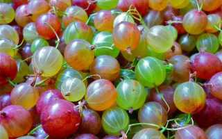 Польза и вред крыжовника, его влияние на здоровье человека