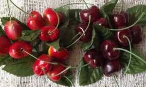 Можно ли употреблять черешню или вишню при панкреатите?