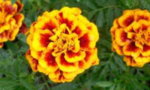 Значение бархатцев для поджелудочной железы и других систем в организме