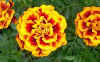 Значение бархатцев для поджелудочной железы и других систем в организме