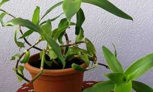 Золотой ус против панкреатита