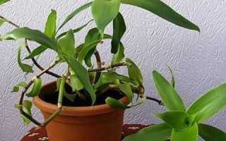 Золотой ус против панкреатита