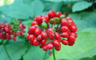 Женьшень: полезные свойства и противопоказания, в каком виде употребляют. Как приготовить настойку.