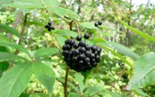 Полезное и вредное воздействие сибирского женьшеня ( Элеутерококк)