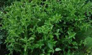 Правила употребления стевии при диабете разрешенные рецепты