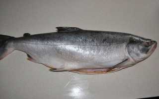Состав рыбы кеты, польза и вред продукта