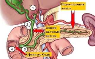 Строение протоков поджелудочной железы и их патологии