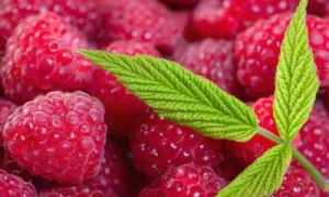 Малина при сахарном диабете 2 типа и других заболеваниях