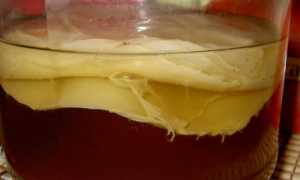 Можно ли пить настой чайного гриба при панкреатите