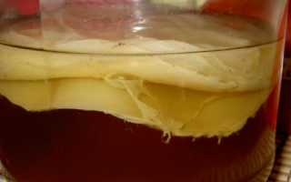 Можно ли пить настой чайного гриба при панкреатите