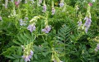 Трава от сахарного диабета – козлятник (Galega oficinalis)