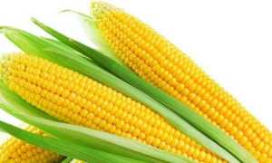 Использование кукурузы и ее продуктов при панкреатите