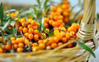 Чай из ягод или листьев облепихи – польза и вред целебного отвара