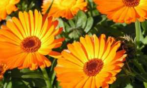 Календула, ее целебные качества и противопоказания при панкреатите