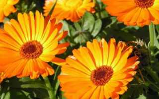 Календула, ее целебные качества и противопоказания при панкреатите