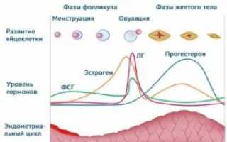 Влияет ли флебодиа на менструальный цикл?