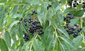 Ягоды амурского бархата и их применение при диабете 2 типа