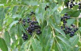 Ягоды амурского бархата и их применение при диабете 2 типа