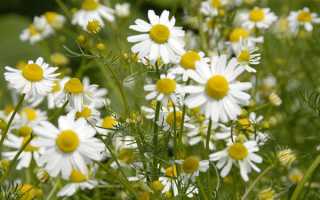 Способы применения ромашки аптечной, полезные свойства и противопоказания