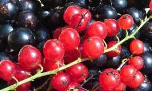 Как и когда можно есть смородину при панкреатите?