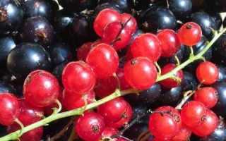 Как и когда можно есть смородину при панкреатите?