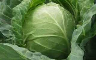 Правила употребления капусты при сахарном диабете