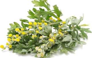 Какими полезными и вредными свойствами обладает полынь