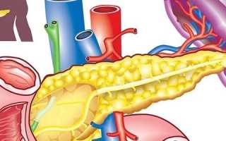 Как работает поджелудочная железа у человека?