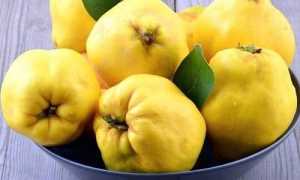 Можно ли при панкреатите есть айву?