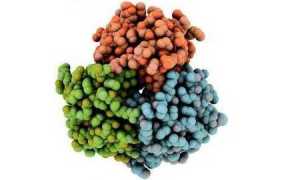 За что отвечает адипонектин и как повысить уровень гормона?