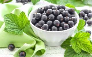 Польза и вред ягод черной смородины для здоровья
