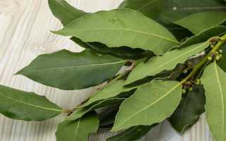 Польза и вред лаврового листа для организма человека