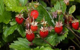 Состав и лечебные свойства лесной земляники, влияние организм