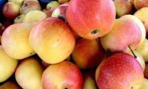 Яблоки и их влияние на здоровье диабетика