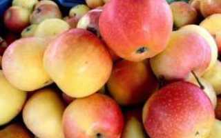 Яблоки и их влияние на здоровье диабетика