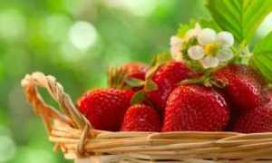 Клубника при сахарном диабете 2 типа, и не только