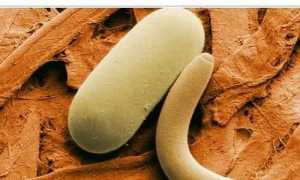 Многообразие паразитов в поджелудочной железе