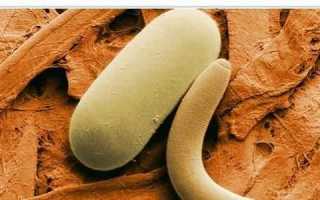 Многообразие паразитов в поджелудочной железе