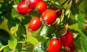 Как принимать шиповник при сахарном диабете