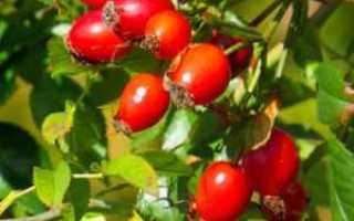 Как принимать шиповник при сахарном диабете