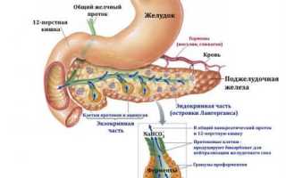 Функции поджелудочной железы