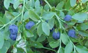 Свойства листьев черники при диабете