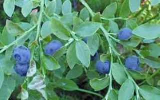 Свойства листьев черники при диабете