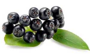 Черноплодная рябина при диабете – лечебные свойства, польза и вред