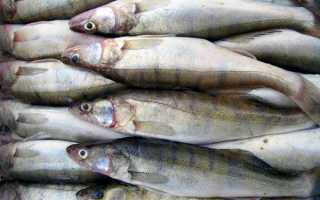 Состав мяса рыбы судак, польза и вред продукта