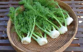 Полезные свойства фенхеля и противопоказания к его применению